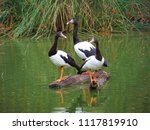 three magpie geese 
