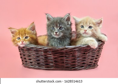 Three Maine coon kittens in basket, cream, red and gray coat color. Cute shorthair purebred cats on pink background. Ginger, beige and gray hair attractive kitties from new litter.