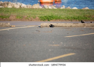 Three Male Brown-headed Cowbirds (Molothrus Ater) Near A Parking Spot, With One Peeking Up From Behind A Parking Bumper