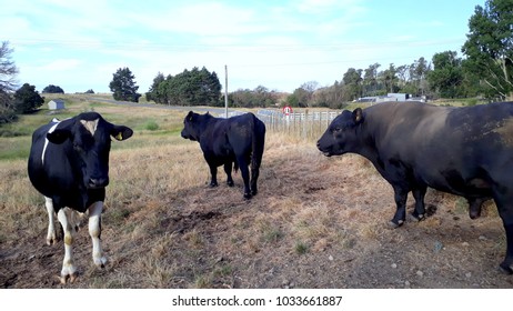 44 Bison New Zealand Images, Stock Photos & Vectors | Shutterstock