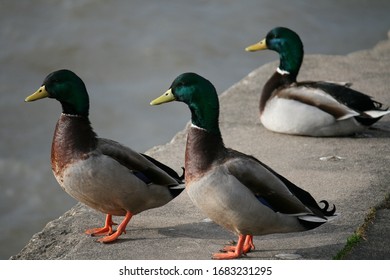 Three Male Ducks Standing On A Wall Close To Water In Background