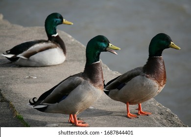 Three Male Ducks Standing On A Wall Close To Water In Background