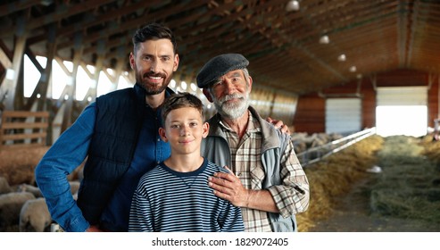 Three Male Generations In Green Field At Cattle Farm. Caucasian Grandfather, Father And Son Smiling To Camera And Standing At Stable With Sheep Flock. Shepherds. Old Man Farmer With Son And Grandson.