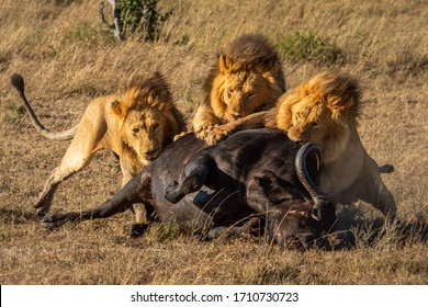 Three Male Lion Feed On Cape Buffalo