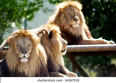 Three Male Lions