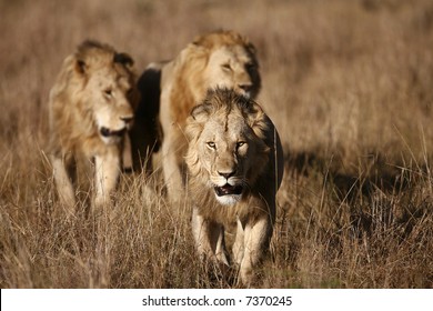 Three Male Lions