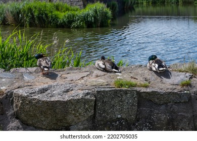Three Mallard Ducks Resting On A Stone Wall By A Pond.