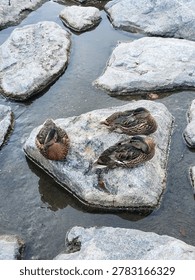 Three mallard ducks resting on a rock in the stream