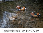 Three mandarin ducks swimming on a lake. A female with two colorful males behind. Mandarin duck (Aix galericulata) in Kelsey Park, Beckenham, Kent, UK. The mandarin is a species of wood duck.