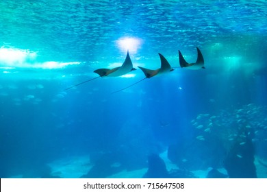 Three Manta Ray Swims In Large Sea Water Aquarium. Lisbon Oceanarium, Portugal. Tourism, Holidays And Leisure Concept. Underwater Blue Background With Copy Scape.