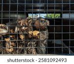 Three marmosets huddle together in a dark metal cage. A poignant image of wildlife captivity. Captive Callitrichidae: A Glimpse into Confined Primate Life