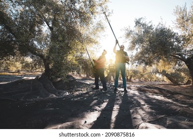 three men who work in the olive harvest using machines. - Powered by Shutterstock