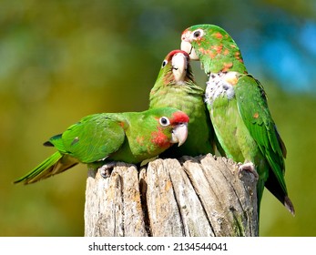 Three Mitred Parakeets, Psittacara mitratus or Aratinga mitrata, perched on wood post