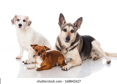 Three Mixed Breed Dogs Isolated On White