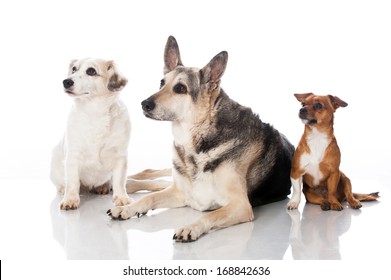 Three Mixed Breed Dogs Isolated On White