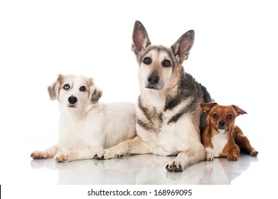 Three Mixed Breed Dogs Isolated On White