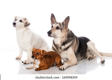 Three Mixed Breed Dogs Isolated On White