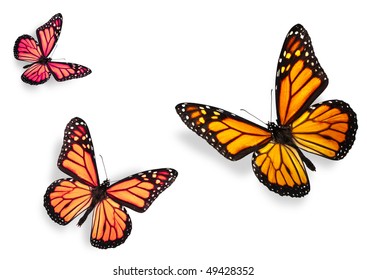Yelloworange Butterfly Isolated On White Background Stock Illustration ...