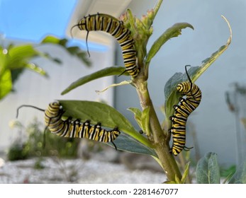 Three Monarch butterfly caterpillars on a milkweed plant