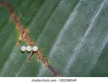 Three Monarch Butterfly Eggs On A Leaf.