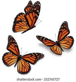Three monarch butterfly, isolated on white background  - Shutterstock ID 252765727