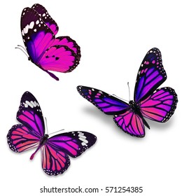  Butterflies Flying Images Stock Photos Vectors 