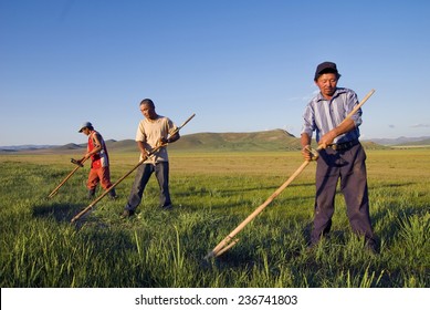 Three Mongolian Farmers Working Hard.