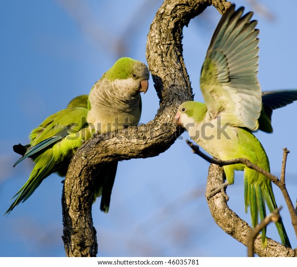 Three Monk Parakeets perched and
interacting in a tangle of branches - Buenos
Aires.