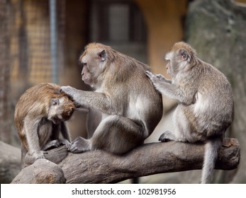 Three Monkeys (crab Eating Macaque) Grooming One Another. I Got This Shot In Taipei Zoo, Taiwan.