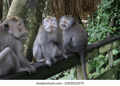 Three monkeys in a monkey forest 