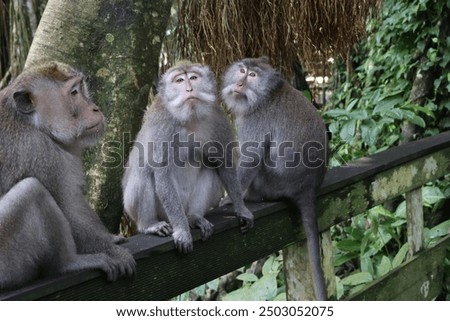 Three monkeys in a monkey forest 