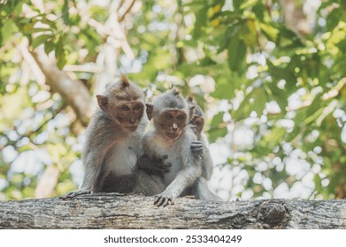 Three monkeys sit closely together on a large branch, surrounded by lush greenery and soft, diffused light filtering through the leaves. - Powered by Shutterstock