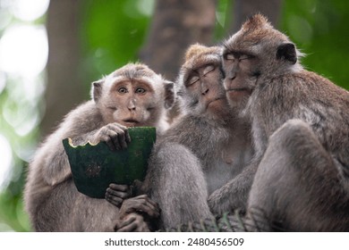 Three monkeys sit together, eating from a green plate - Powered by Shutterstock