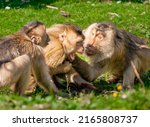 three monkies in a fight with lot of emotions