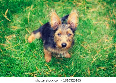 Australian Terrier Images, Stock Photos & | Shutterstock