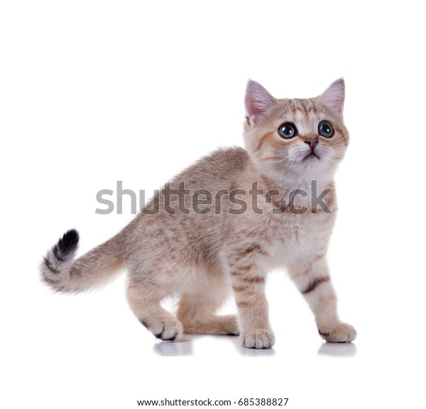 Three Month Old Kitten British Shorthair Stock Photo Edit Now