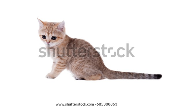 Three Month Old Kitten British Shorthair Stock Photo Edit Now