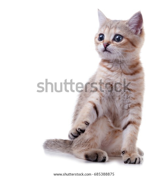 Three Month Old Kitten British Shorthair Stock Photo Edit Now