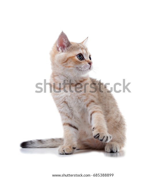 Three Month Old Kitten British Shorthair Stock Photo Edit Now