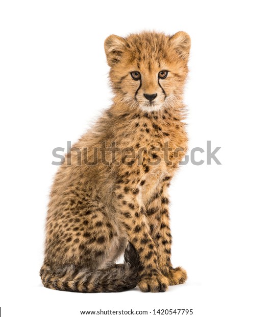Bebe Guepard De Trois Mois Assis Photo De Stock Modifiable Bebe Guepard De Trois Mois Assis Photo De Stock Modifiable