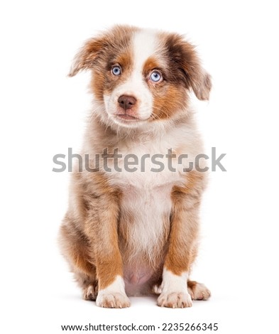 Three months old Puppy red merle blue eyed Bastard dog cross with an australian shepherd and unknown breed, isolated on white