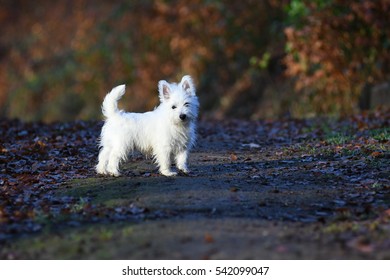 Three months old West Highland White Terrier in forest