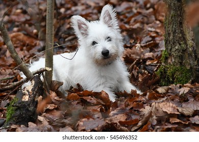 Three months old West Highland White Terrier in forest