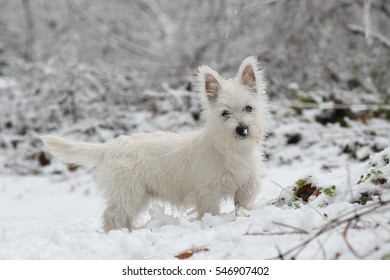 Three months old West Highland White Terrier in the snow