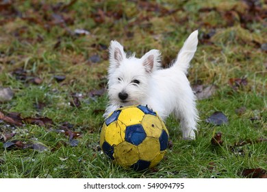 Three months old West Highland White Terrier playing football