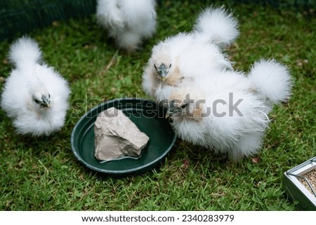 Three moroseta chicks on the grass in a poultry enclosure, close to a watering place. This strong breed is unique, known for its extravagant appearance, black skin and fluffy silky plumage