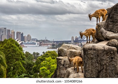 Three mountain goats with Sydney Opera House and Harbour Bridge taken in Taronga Zoo, Sydney, NSW Australia on 19 December 2014