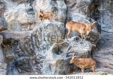 Three mountain goats walking on the sides of the rocks