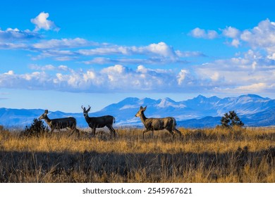 Three mule deer on a golden tall grass hilltop in the golden early morning sunrise light with a background of blue sky, clouds and the Colorado Rocky Mountains, USA. - Powered by Shutterstock