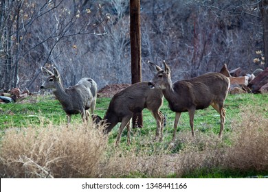 Three Mule Deer Walking Thru Meadow Stock Photo 1348441166 | Shutterstock